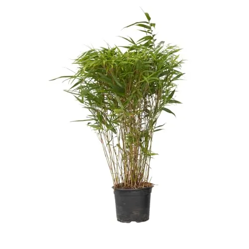 Plant in a Box - Bambus - Fargesia nitida 'Gansu' - Höhe 50-70cm - Topf 17cm - Nicht invasiver Bambus Winterhart - Grün