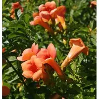Chinesische Klettertrompete Grandiflora 80-100cm - Kletterpflanze mit orangen bis roten trompetenartigen Blüten, erreicht bis zu 4 Meter Höhe und ist ideal für windgeschützte Standorte.