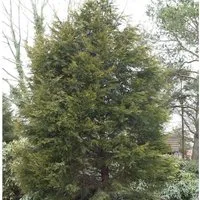 Gelbe Leyland Zypresse Castlewellan Gold 100-125cm - Cupressocyparis,eylandii