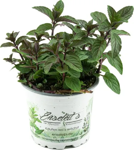 Enseleits Schokoladen-Minze Pflanze, Schoko-Minze, Winterhart (Mentha piperita)