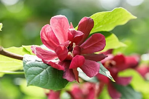 Calycanthus raunstonii 'Hartlage Wine' 60-80 cm - Gewürzstrauch, weinrote Blüten, Blütezeit Mai-Juni, ideal für Rabatten, duftend, pflegeleicht