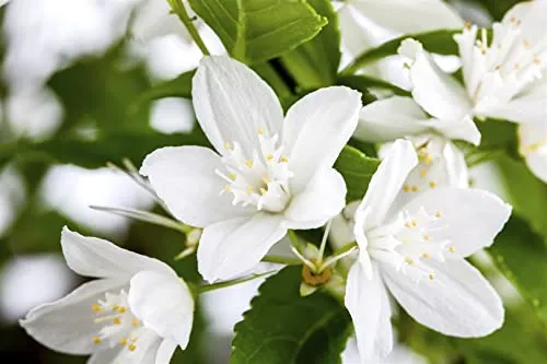 Deutzia gracilis 30-40 cm - Maiblumenstrauch, weiße Blüten, Blütezeit Mai-Juni, ideal für Rabatten, pflegeleicht und winterhart