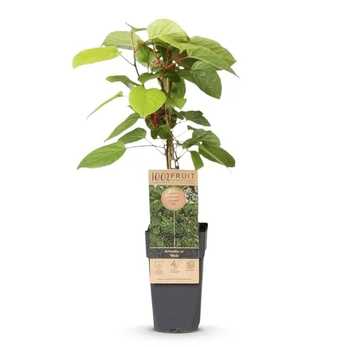Green boutiQ - Fruchtpflanze - Actinidia arguta Weiki - Kiwi-Pflanze - Männlich - Rote - Lila Früchte - 1 Pflanze - Topf 15cm - Höhe 50cm