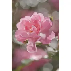 Komar Fototapete Bouquet - 184 x 254 cm, fotorealistische Wandgestaltung - Fototapete für Wohnzimmer und Schlafzimmer, atmungsaktiv und geruchsneutral, mit einem bunten Blumenmotiv für eine fröhliche Atmosphäre.