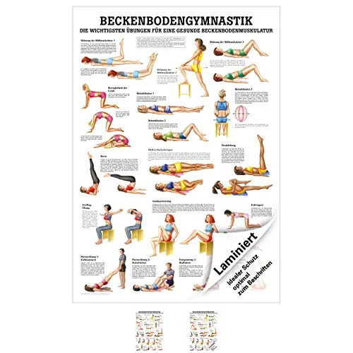 Sport-Tec Beckenbodengymnastik Mini-Poster Anatomie 34x24 cm medizinische Lehrmittel