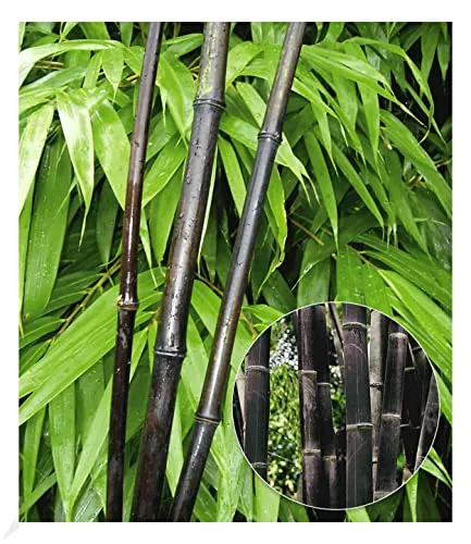 BALDUR Garten Schwarzer Bambus 'Black Pearl' - Winterharter Zierstrauch - Pflegeleichter, immergrüner Bambus in 2-Liter Containertopf, ca. 40 cm hoch. Die auffällige schwarze Farbe macht ihn zur Rarität unter den Ziergehölzen!