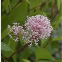 Säckelblume Perle Rose 30-40cm - Ceanothus pallidus