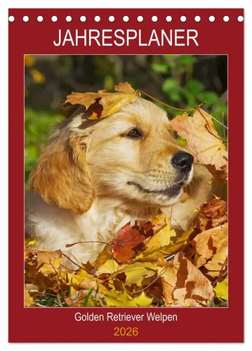 Sigrid Starick | Jahresplaner Go*den Retriever Welpen (Tischkalender 2026 DIN...