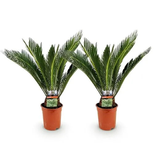 Green boutiQ - Zimmerpflanze - Cycas revoluta - Palmfarn - Wenig Pflege - Grün - 2 - Topf 17cm - Höhe 55-65cm