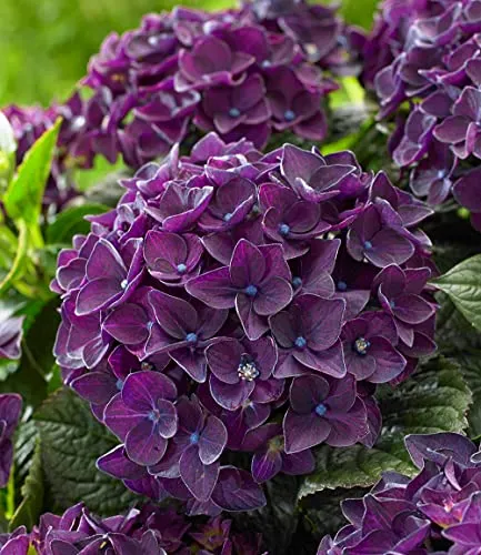BALDUR Garten Freiland-Hortensie Deep Purple Dance® - Pflanze im 2-Liter Topf, mehrjährig und winterhart, ideal für halbschattige bis schattige Standorte, mit einer beeindruckenden Blütezeit von Juni bis September.