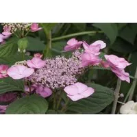 Hydrangea serrata 'Rosalba' - bezaubernde Bauernhortensie in rosa-weiß - Blumen & Stauden – Diese winterharte Bauernhortensie begeistert mit üppigen, duftenden Blüten und zieht Schmetterlinge an. Ideal für Garten, Kübel oder Hecken.