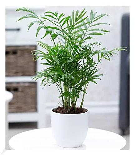BALDUR Garten Chamaedorea Palme im 12 cm-Topf - Luftreinigende Zimmerpflanze mit geringer Pflege, ideal für sonnige bis halbschattige Standorte. Perfekt für ein angenehmes Raumklima und mehrjährige Freude.