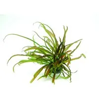 Dennerle Plants Aquariumpflanze Cryptocoryne Crispatula In-Vitro
