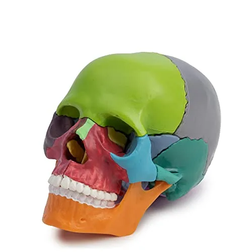 Cranstein A-226 Mini Osteopathie Schädel - 15-teiliges Anatomie Modell - 15-teiliges, maßstabsgetreues Schädelmodell in didaktischen Farben, ideal für das Studium. Handlich, leicht zu transportieren und einfach zusammenzubauen – perfekt für die Ausbildung.