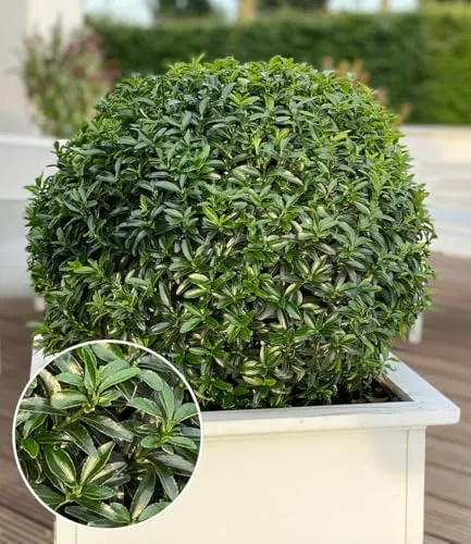 BALDUR Garten Euonymus 'Green Empire®' - Winterhart & Pflegeleicht - Immergrüner Buchsbaumersatz, ideal für Beet & Kübel. Resistent gegen Krankheiten und Schädlinge, winterhart bis -20ºC und pflegeleicht.