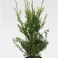Glänzender Japanische Ilex Impala 50-60cm - Sträucher mit glänzendem Laub, ideal für sonnige bis halbschattige Standorte. Diese schnittverträgliche Pflanze bringt im Herbst kleine schwarze Beeren hervor und passt sich gut an verschiedene Gartenböden an.