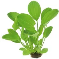 Dennerle Plants Aquariumpflanze Echinodorus Cordifolius Harbich Rot