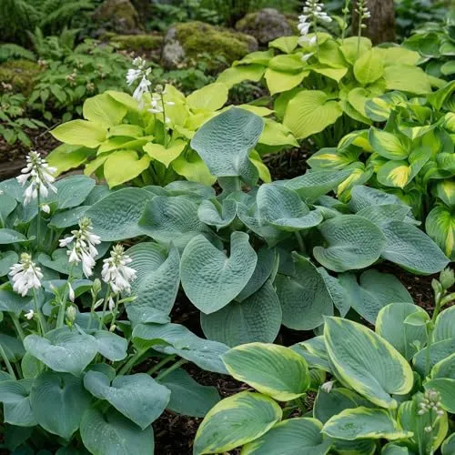 Funkien Pflanzen - 5 Wurzeln - Stauden Mehrjährig Winterhart - Budget Hosta Kollektion - Mix von 5 Hybriden in 5 Sorten - Pflanzen aus Holland (kein Samen, zwiebeln und nicht künstlich)