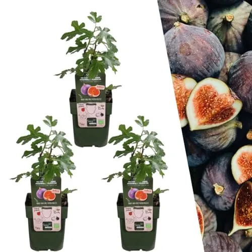 Plants by Frank | 3 Feigenbaum Pflanzen BIO | 3 x Ficus Carica | 13 cm Ø | 20 cm ↨ | Feigenbaum | 100% Biologisch | Obstgarten | Obstbäume | Gemüsegarten | Gartenpflanzen