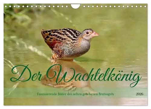 Der Wachtelkönig (Wandkalender 2026 DIN A4 quer), CALVENDO Monatskalender Bucher