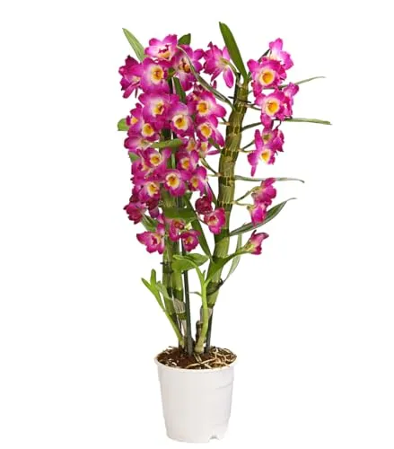 Dehner Traubenorchidee - Üppige pinke Blüten - Zimmerpflanze mit ca. 40-50 cm Höhe, ideal für Ost- oder Westfenster. Bringt Farbe und Leben in Ihr Zuhause mit einer Vielzahl an blühenden Trauben.