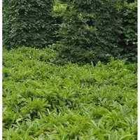 Bodendecker Lorbeerkirsche Mount Vernon 20-30cm - Prunus,aurocerasus