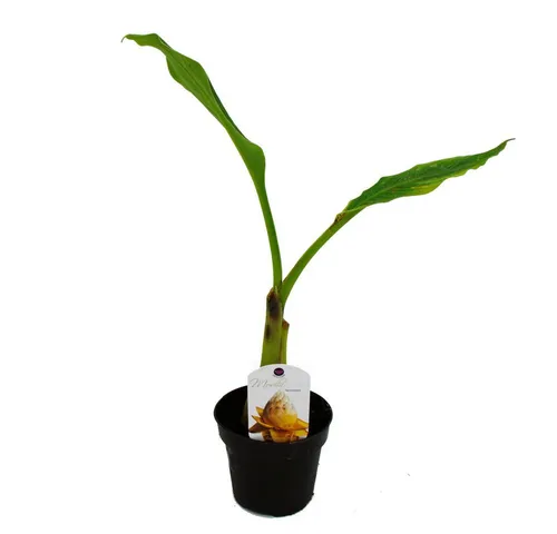 Exotenherz Gemüsepflanze Winterharte Banane - Musa - 12cm Topf