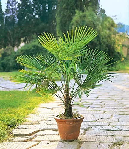 BALDUR Garten Winterharte Kübel-Palmen - 2 Pflanzen - Baumsamen & -pflanzen, pflegeleichte Chinesische Hanfpalme, frosthart und ideal für den Garten, bietet eine tropische Atmosphäre.