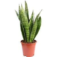 Value Greens Bogenhanf - Pflegeleichte Sansevieria Zeylanica - Grünpflanzen, elegant und luftreinigend. Der Bogenhanf ist pflegeleicht, robust und ideal für Vielbeschäftigte – er verbessert das Raumklima und sieht dabei immer top aus!
