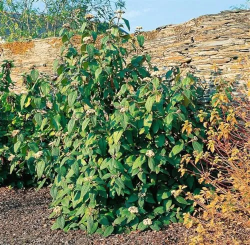 Viburnum rhytidophylloides 'Willowwood' - Immergrüner Schneeball mit weißen Blüten - Immergrüne Sträucher mit cremeweißen Blüten, die Bienen und Schmetterlinge anziehen. Ideal für pflegeleichte Hecken und winterhart bis -20 °C, perfekt für Gartenanfänger.