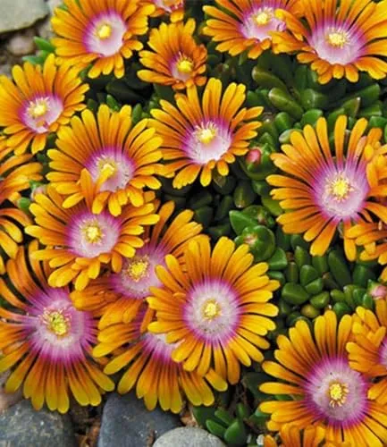 BALDUR Garten Delosperma 'Fire Spinner®' - 9x Bodendecker - Bienenfreundliche, winterharte Staude im 9x9 cm-Topf. Ideal für Steingärten, blüht von Mai bis September und benötigt nur wenig Pflege und Wasser.