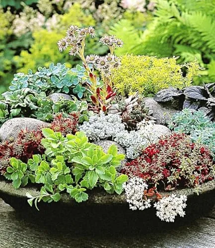 BALDUR Garten Winterharte Sedum-Mischung - 18er Set - Vielseitige, pflegeleichte Stauden für Sonne bis Halbschatten. Ideal für trockene Standorte, mit blühenden Fetthennen und Hauswurzen. Geringer Wasserbedarf und mehrjährig.
