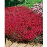 Dianthus deltoides 'Brillant', leuchtend rote Heidenelke im 9x9 cm Topf - Die Dianthus deltoides 'Brillant' begeistert mit scharlachroten Blüten und ist ideal als pflegeleichter Bodendecker für sonnige Standorte. Robust und langlebig, sorgt sie für farbenfrohe Akzente im Garten.