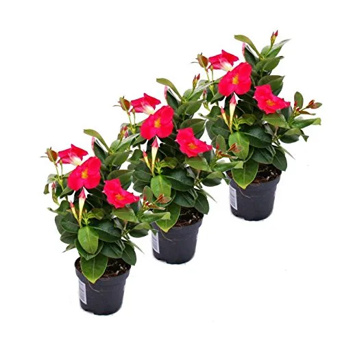 Exotenherz Dipladenia - Chilenischer Jasmin - 3 rosa blühende Pflanzen - Wunderschöne Topfpflanzen für Ihr Zuhause. Die Dipladenia bringt Farbe und Frische in jeden Raum und ist ideal für die Gestaltung von Innen- und Außenbereichen.