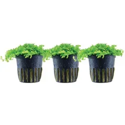 AquaOne Micranthemum tweediei 'Monte Carlo' - 3 Stück Wasserpflanzen - Aquariumpflanzen: Pflegeleichte Bodendecker mit volldurchwurzelten Pflanzen. Ideal für Aquascaping und Anfänger, gedeihen im Licht mit CO2-Zusatz.