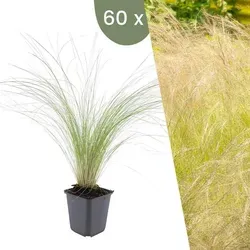 Plants by Frank | 60 Federgras Pflanzen | Stipa Tenuissima 'Ponytails' | Bodendecker | Winterhart | Gartenpflanzen
