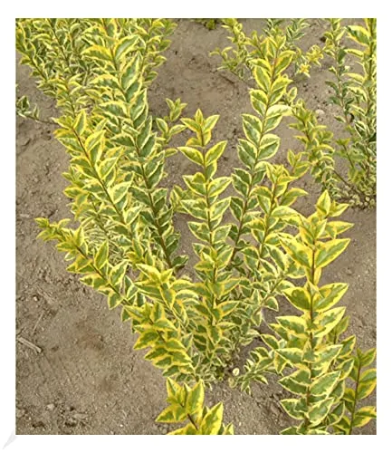 BALDUR Garten 1x Gold-Liguster, Pflanze im 9x9 cm-Topf, Ligustrum ovalifolium Aureum, Ligusterhecke, wintergrün, winterhart, mehrjährig, blühend, schnellwachsende Heckenpflanze