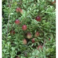 Großfrüchtige Moosbeere Cranberry 30-40cm - Vaccinium macrocarpon