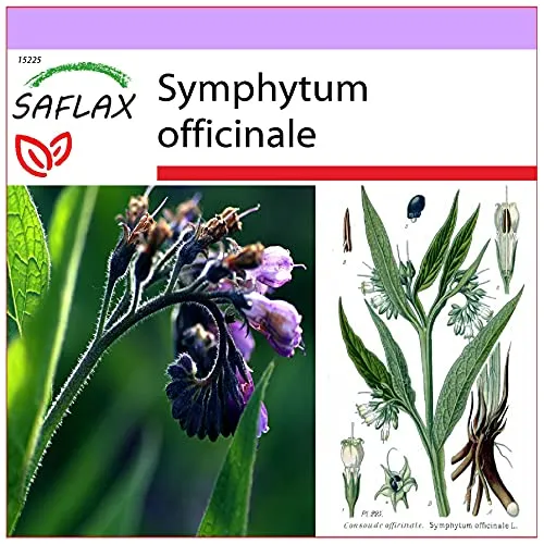 SAFLAX - Heilpflanzen - Beinwell - 15 Samen - Symphytum officinale