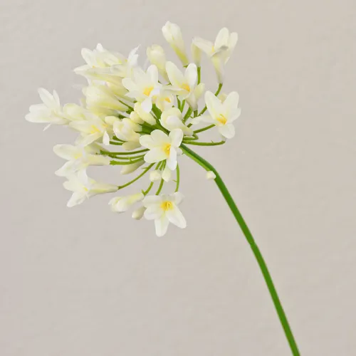 artplants Kunstblume Agapanthus OMOLON, Creme, 75cm
