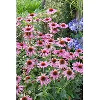 Echinacea Purpurea Rubinstern Roter Sonnenhut Ca. 9x9 cm Topf
