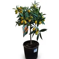 Sunny-Tree Kumquat Fortunella  3 Jahre Alter Zitrusbaum   Zitruspflanze mit Obst   90 Zentimeter   Ware