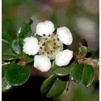 Hochstamm Immergrüne Kissenmispel 40-60cm - Cotoneaster microphyllus