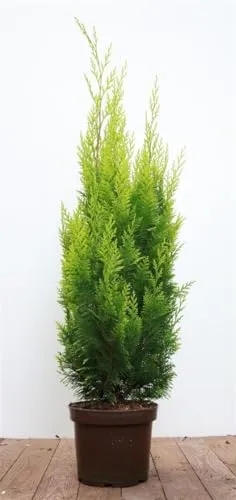 Chamaecyparis lawsoniana 'Ivonne' 60-80 cm - Gelbe Scheinzypresse für Hecken - Immergrün und pflegeleicht, bringt goldgelbes Laub Struktur in den Garten. Ideal für Hecken und Kübel, winterhart bis -20 °C und perfekt für kalte Klimazonen.
