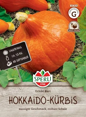 Kürbis Uchiki Kuri - Hokkaido-Typ