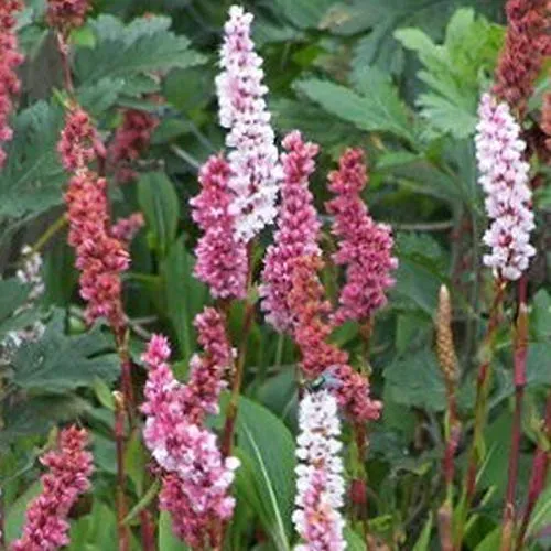 Persicaria Affinis 'Darjeeling Red' - Knöterich Topf 9x9cm 6 x
