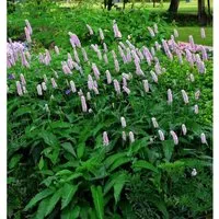 Wiesenknöterich Hohe Tatra - Persicaria bistorta