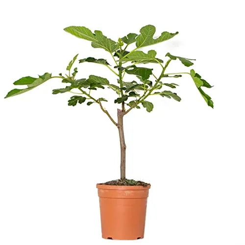 Bloomique - Ficus Carica Brown Turkey - Feigenbaum - Obstbäume - Gartenpflanzen - Winterhart - Höhe 60-80 cm - Topf 17 cm