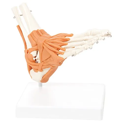 Fußskelett mit Bändern und Unterschenkelansatz - Anatomie Modell für Mediziner - Detailliertes Fußskelett mit Bändern und Unterschenkelansatz, ideal für medizinische Ausbildung und Anatomie-Studien. Perfekt für Therapeuten und Medizinstudenten.