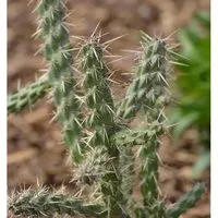 Winterharter Feigenkaktus - Opuntia imbricata - Blumensamen & -pflanzen, robust und winterhart, ideal für kreative Gärten und pflegeleichte Gestaltung.